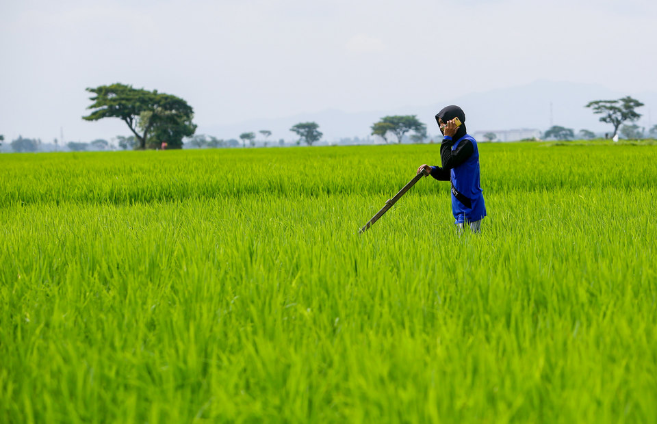 [Indonesia] Mang công nghệ vào nông nghiệp, MSMEs cho tăng trưởng kinh tế: Theo tư vấn của McKinsey